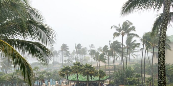 Palm trees blowing in a storm which indicates how strong a hurricane proof house has to be to withstand these winds.